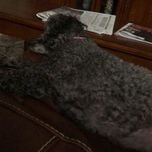 Meet your Posher, Carlesse